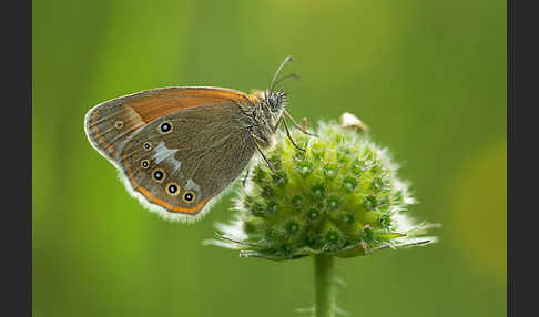 Rostbraunes Wiesenvögelchen (Coenonympha glycerion)