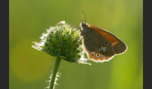 Rostbraunes Wiesenvögelchen (Coenonympha glycerion)