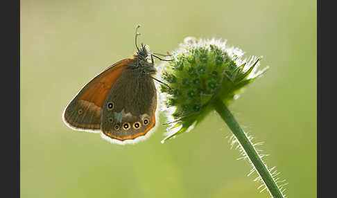 Rostbraunes Wiesenvögelchen (Coenonympha glycerion)