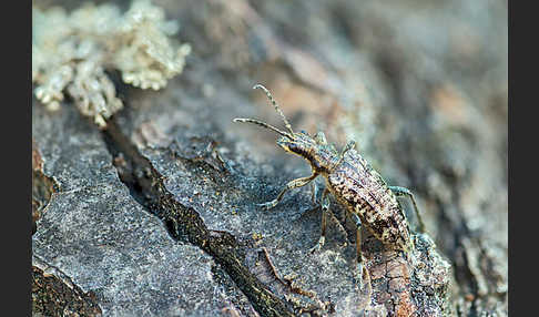 Schrotbock (Rhagium inquisitor)