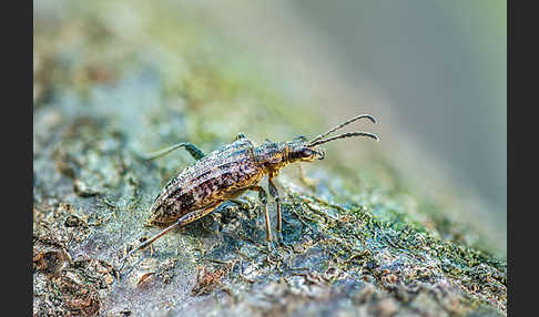 Schrotbock (Rhagium inquisitor)