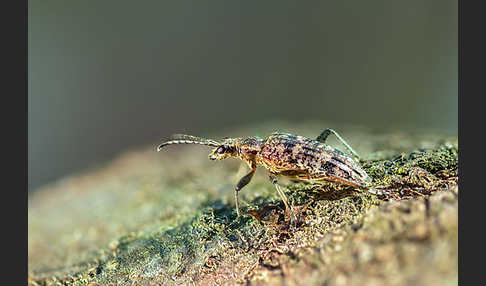 Schrotbock (Rhagium inquisitor)