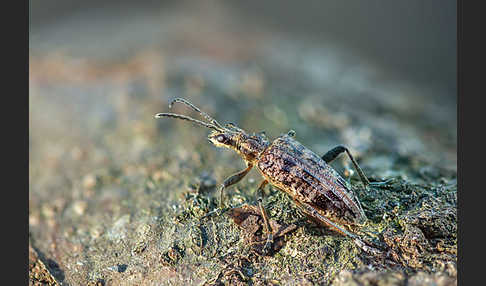 Schrotbock (Rhagium inquisitor)