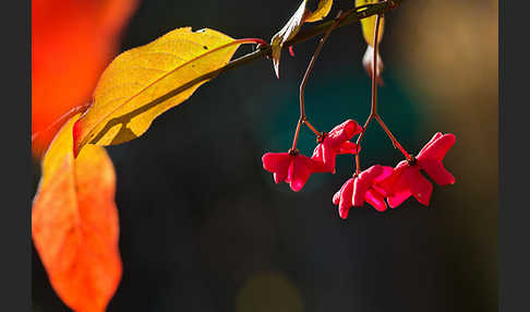 Europäisches Pfaffenhütchen (Euonymus europaea)