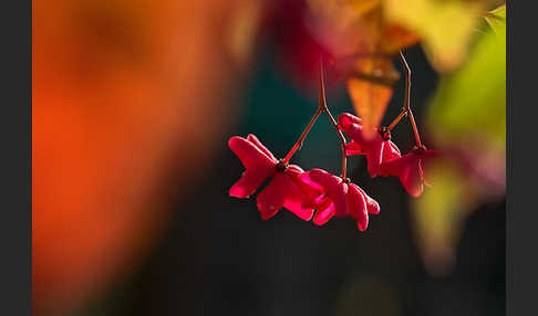 Europäisches Pfaffenhütchen (Euonymus europaea)