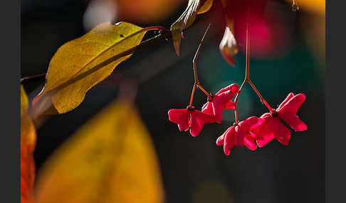 Europäisches Pfaffenhütchen (Euonymus europaea)