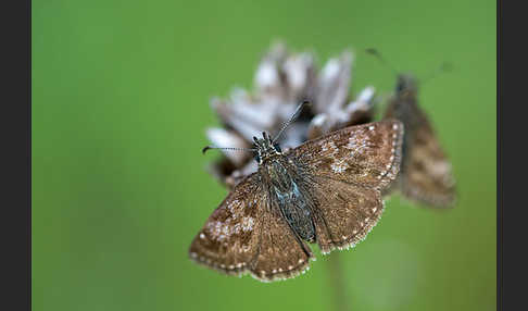 Dunkler Dickkopffalter (Erynnis tages)