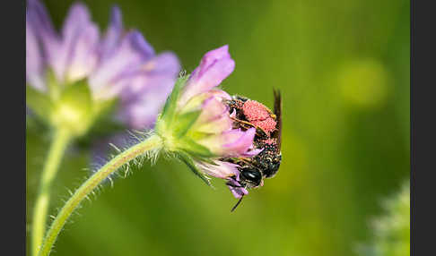 Knautien-Sandbiene (Andrena hattorfiana)