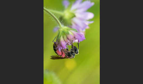 Knautien-Sandbiene (Andrena hattorfiana)