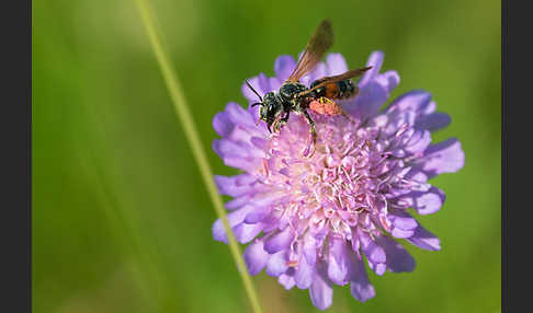 Knautien-Sandbiene (Andrena hattorfiana)