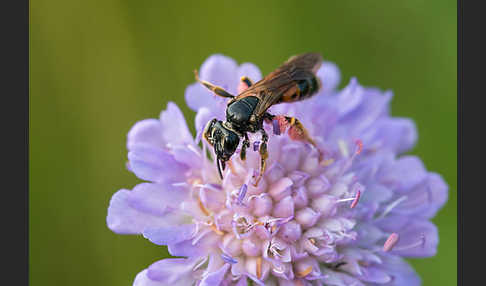 Knautien-Sandbiene (Andrena hattorfiana)