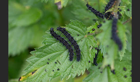 Tagpfauenauge (Inachis io)