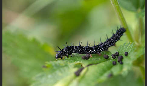 Tagpfauenauge (Inachis io)