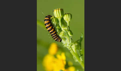 Jakobskrautbär (Tyria jacobaeae)