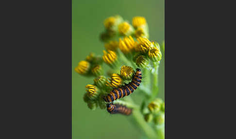 Jakobskrautbär (Tyria jacobaeae)