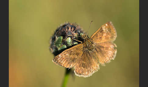 Dunkler Dickkopffalter (Erynnis tages)