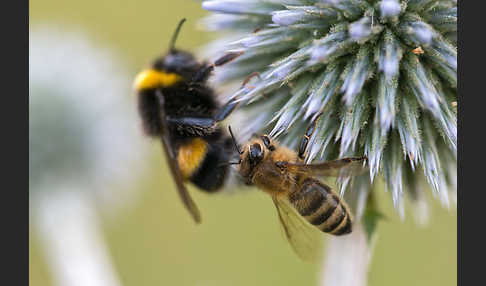 Westliche Honigbiene (Apis mellifera)