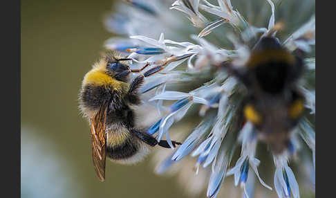 Helle Erdhummel (Bombus lucorum)