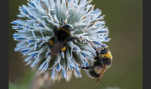 Helle Erdhummel (Bombus lucorum)