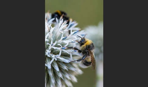 Helle Erdhummel (Bombus lucorum)