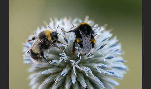 Helle Erdhummel (Bombus lucorum)