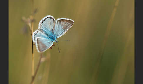 Silberbläuling (Polyommatus coridon)