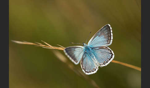 Silberbläuling (Polyommatus coridon)