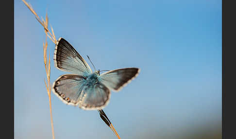 Silberbläuling (Polyommatus coridon)