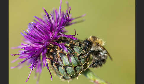 Ackerhummel (Bombus pascuorum)