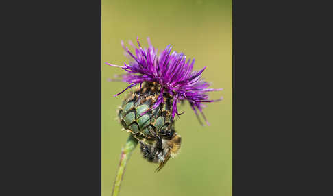 Ackerhummel (Bombus pascuorum)