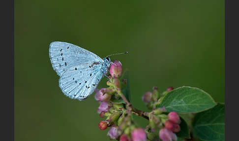 Faulbaumbläuling (Celastrina argiolus)