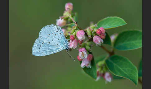 Faulbaumbläuling (Celastrina argiolus)