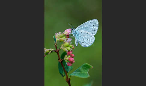 Faulbaumbläuling (Celastrina argiolus)