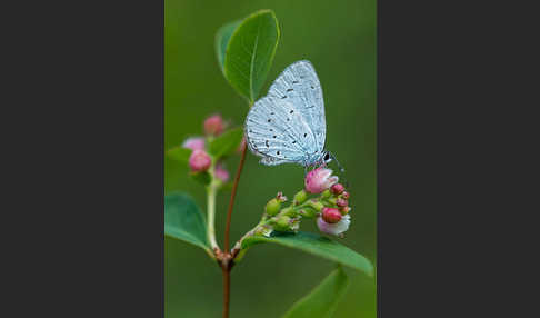 Faulbaumbläuling (Celastrina argiolus)