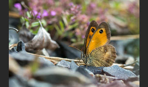 Rostbraunes Ochsenauge (Pyronia tithonus)