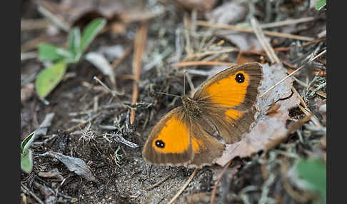 Rostbraunes Ochsenauge (Pyronia tithonus)