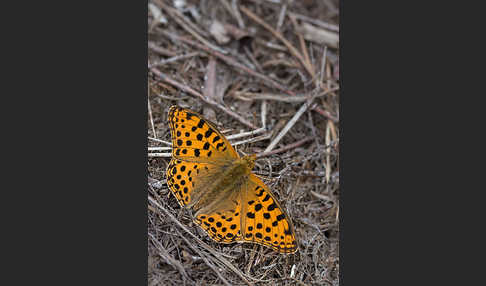 Kleiner Perlmutterfalter (Issoria lathonia)