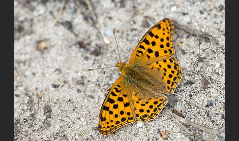 Kleiner Perlmutterfalter (Issoria lathonia)