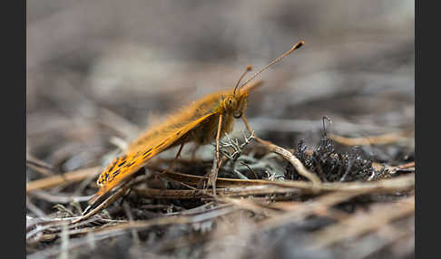 Kleiner Perlmutterfalter (Issoria lathonia)