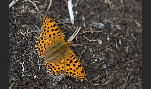 Kleiner Perlmutterfalter (Issoria lathonia)