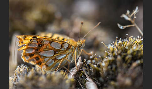 Kleiner Perlmutterfalter (Issoria lathonia)