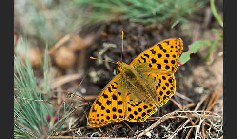 Kleiner Perlmutterfalter (Issoria lathonia)