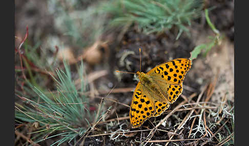 Kleiner Perlmutterfalter (Issoria lathonia)