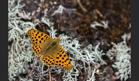 Kleiner Perlmutterfalter (Issoria lathonia)