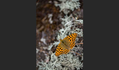 Kleiner Perlmutterfalter (Issoria lathonia)