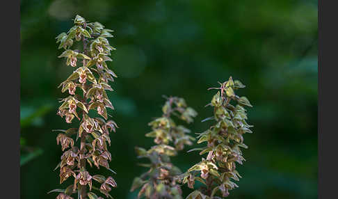 Violette Stendelwurz (Epipactis purpurata)