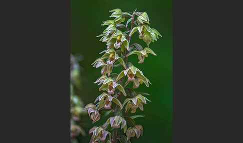 Violette Stendelwurz (Epipactis purpurata)