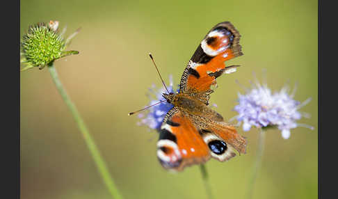 Tagpfauenauge (Inachis io)