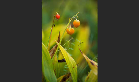 Maiglöckchen (Convallaria majalis)