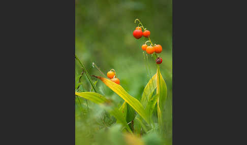 Maiglöckchen (Convallaria majalis)